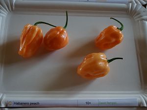 Habanero_Peach_10