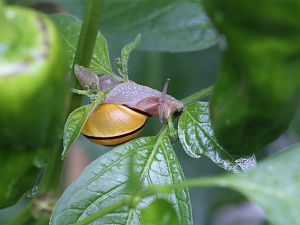 20170912-rocoto-schnecke-HM6C8806