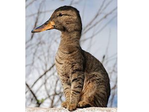 Ente-katze-jpg--c963c41981e28611-