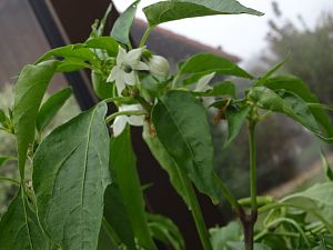 Sortenbestimmung - Blüten und Blätter