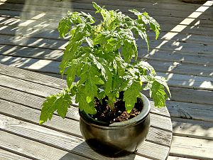 Mini Yellow Wax Tomate