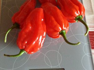 Scotch bonnet Trinidad red