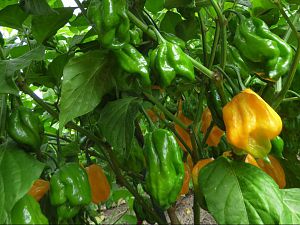 Fatalii Mortalii