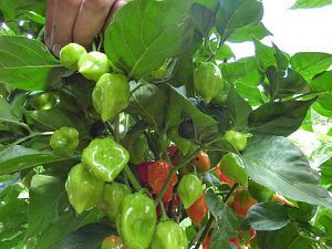 Caribbean Red Habanero