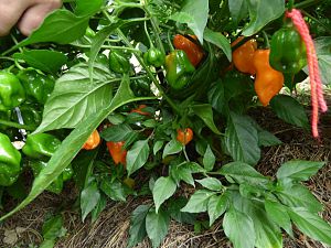 Habanero Francisca