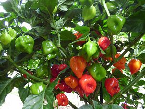 Habanero Red Savina