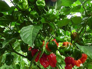 Scotch Bonnet Trinidad Red