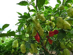 Habanero Gambia