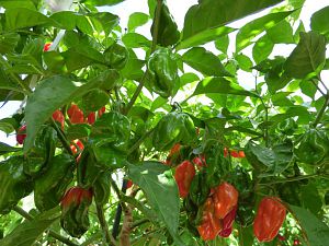 Habanero Red (unknown)