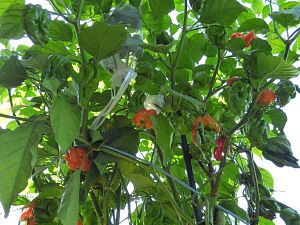 Trinidad Scorpion Red