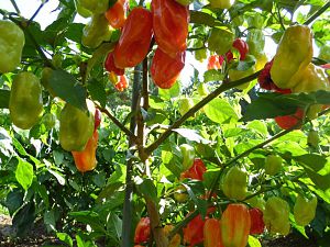 Habanero Gambia 2