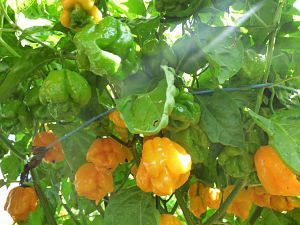 Scotch Bonnet Papa Joe´s