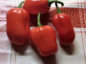 Habanero Calita red