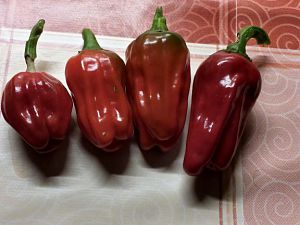 Habanero Big Jamaikan red