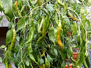 Aji Guyana