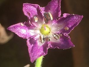 Rocoto Peru Laurel Blüte