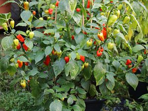 Bhut Jolokia red