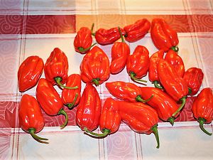 Scotch bonnet Trinidad red