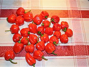 Habanero unbekannt