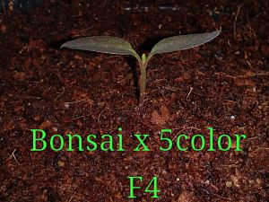 Bonsai x 5color f4