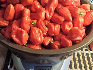 Bhut Jolokia red-7Pot Bubble Gum-Not Scorpion pink