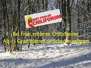 Banner-Frost-Schneewald-800x800