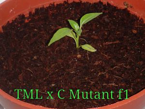 TML x C. MUTANT F1