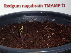 Redgum nagabrain (new phenotyp)