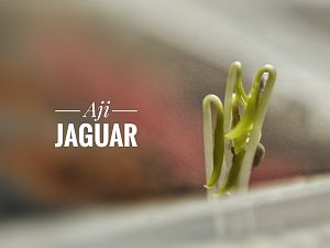 Aji Jaguar