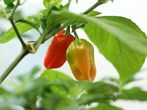 20171030-bhut-jolokia-HM6C9609