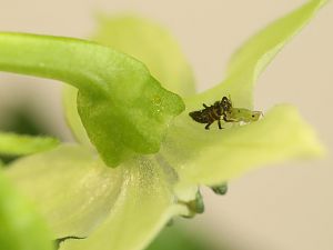 20171119-orange-habanero-HM6C9893-crop