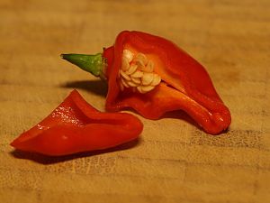 20171126-bhut-jolokia-steckling-HM6C0157