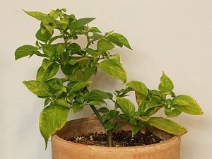 20171203-bhut-jolokia-steckling-HM6C0215