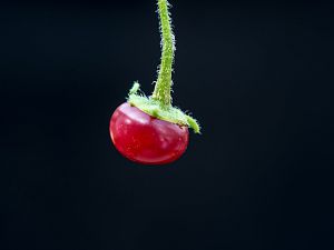 Chili-Capsicum rhomboideum 2