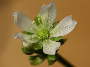 20171203-dionaea-HM6C0201