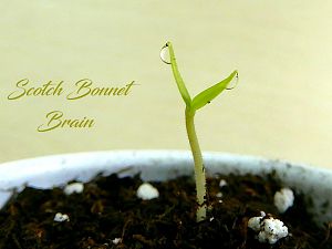 Scotch Bonnet Brain