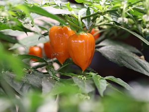 20171216-orange-habanero-HM6C0419