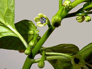 Scotch Bonnet Perfume