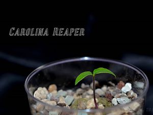 Carolina Reaper