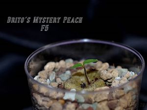 Brito´s Mystery Peach F5