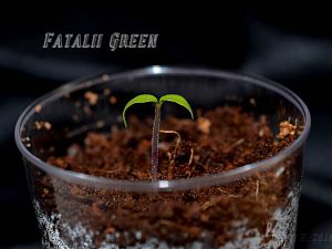 Fatalii Green