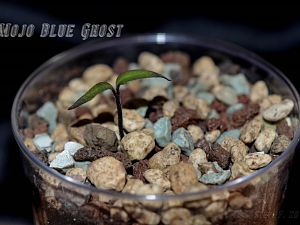 Mojo Blue Ghost