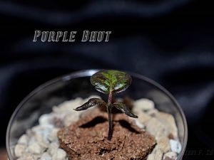 Purple Bhut