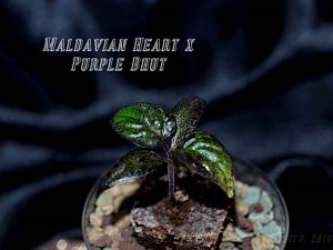 Maldavian Heart x Purple Bhut