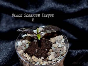 Black Scorpion Tongue x