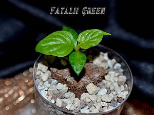 Fatalii Green
