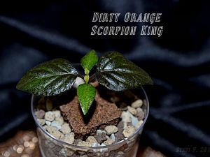Dirty Orange Scorpion King