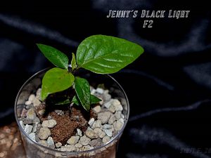 Jenny´s Black Light