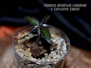 Thunder Mountain Longhorn x Explosive Ember