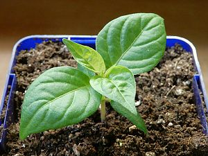 Scotch Bonnet Brain